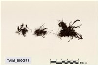 藏品(風鈴苔)的圖片